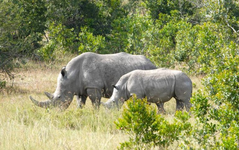 Nairobi National Park- 2 rhinos in grass field