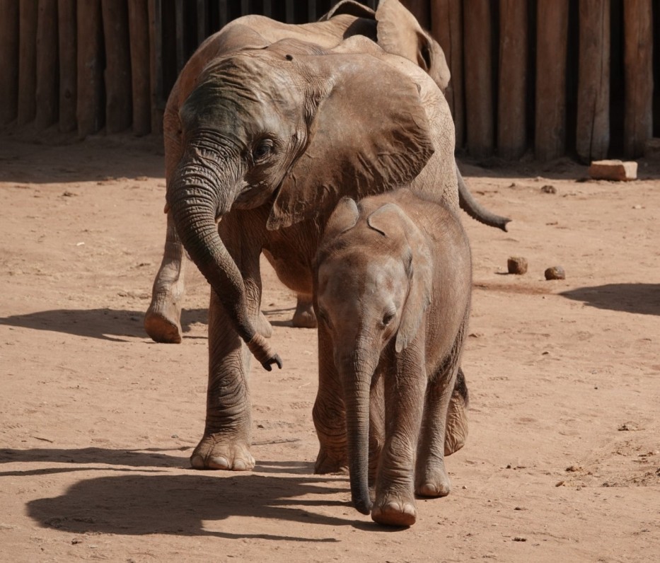 Reteti baby elephant with adult elephant