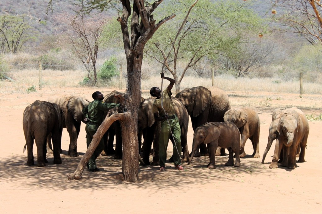 Reteti orphaned elephants