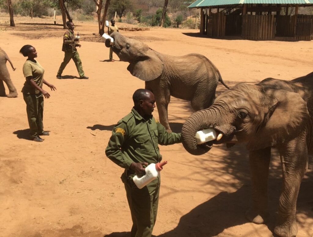 Reteti elephants drinking milk from keeper