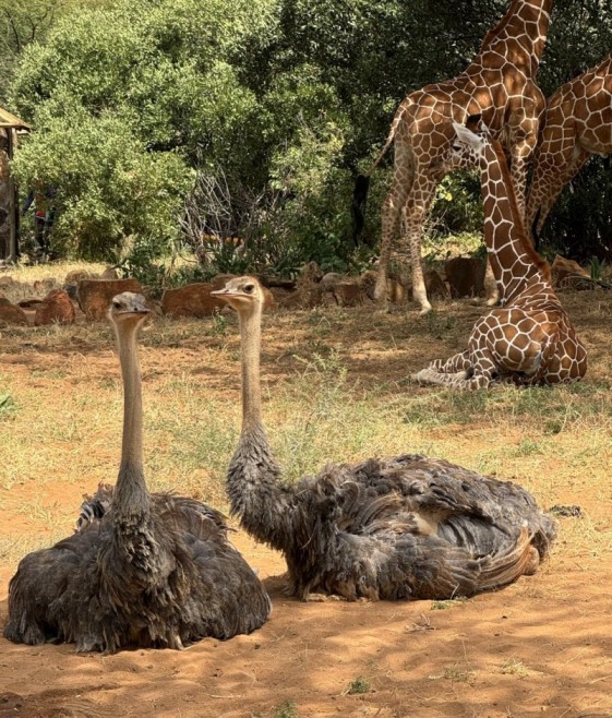 Reteti orphaned ostriches