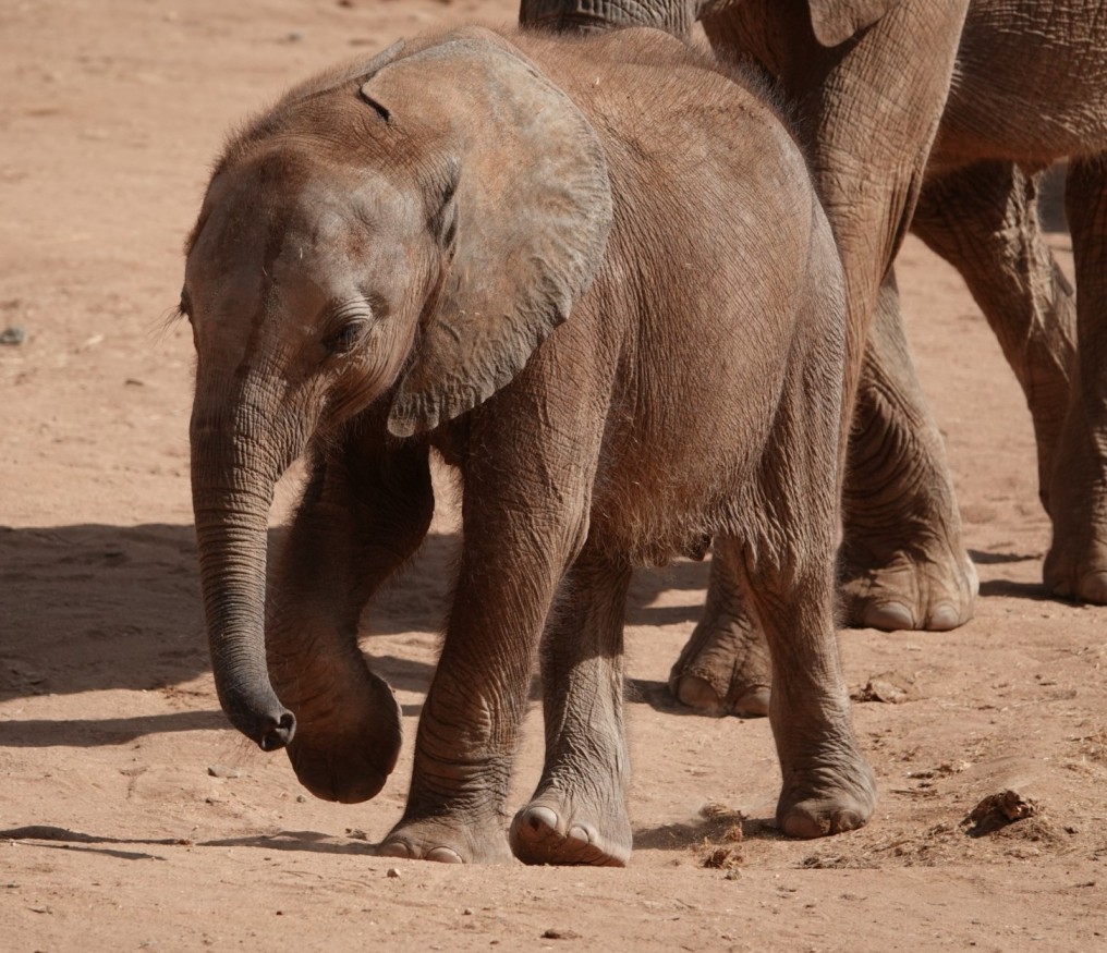Reteti baby elephant with bigger elephant in background