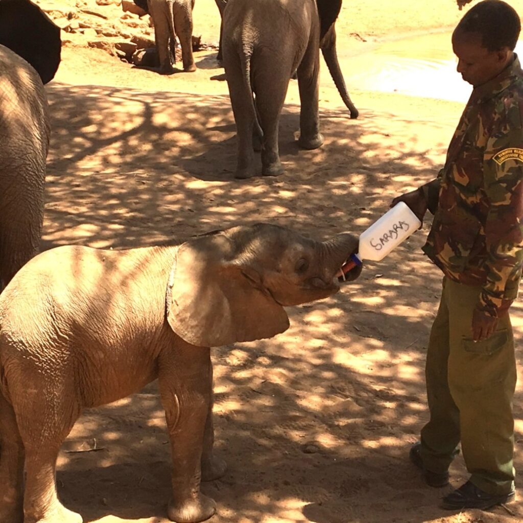 Baby reteti elephant drinking milk from keeper
