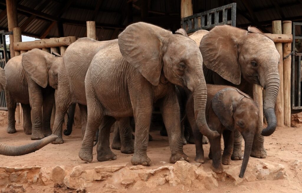 RETETI ELEPHANT SANCTUARY