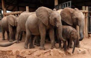 RETETI ELEPHANT SANCTUARY