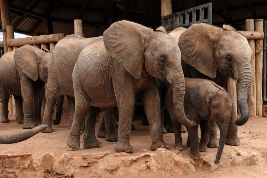 RETETI ELEPHANT SANCTUARY
